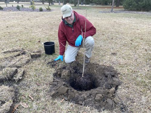 Ginkgo sapling in freshly dug hole